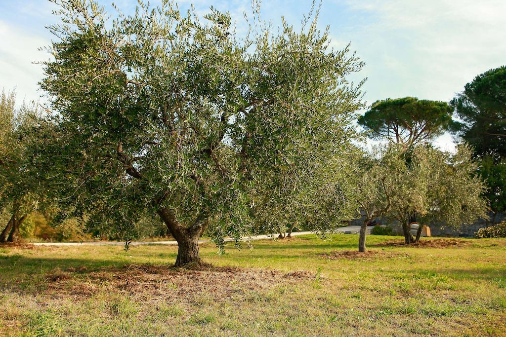 Villa Degli Ulivi Viterbo Habitación foto